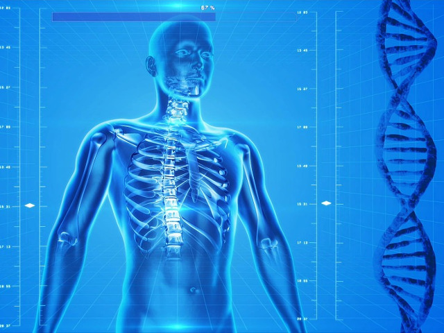 Descoperirea unei structuri noi din anatomia umana