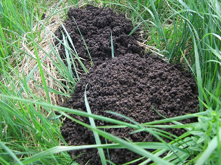 Tine cartitele la distanta