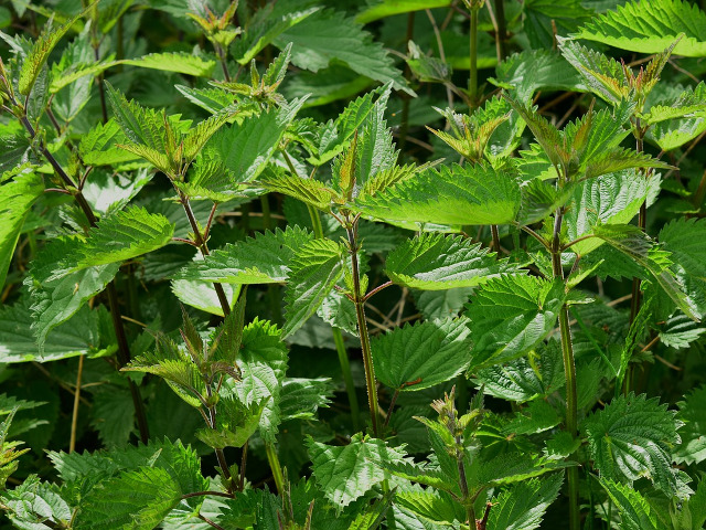 Concurs de mancat urzici