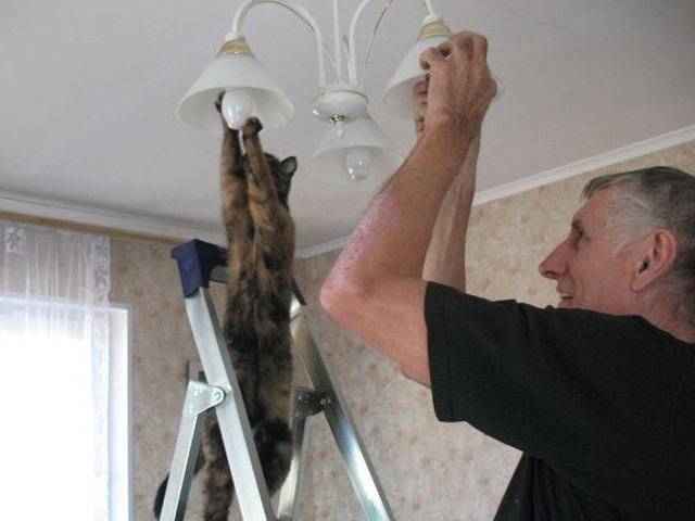 Se pare ca si pisicile se pricep sa schimbe becul