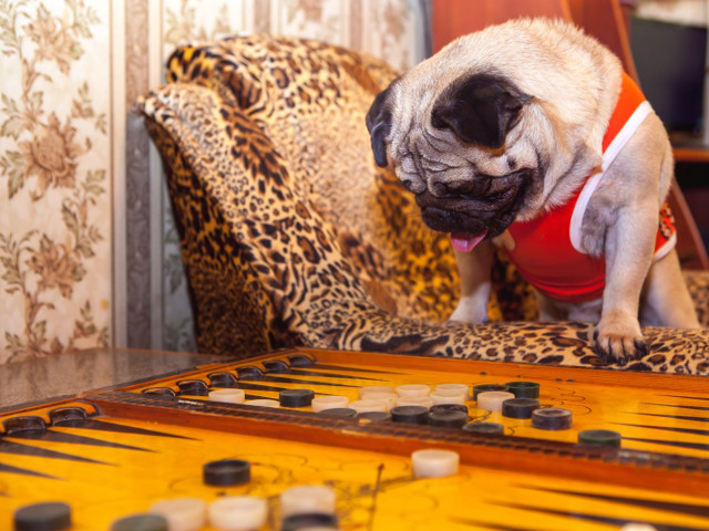 Un catelus jucand table