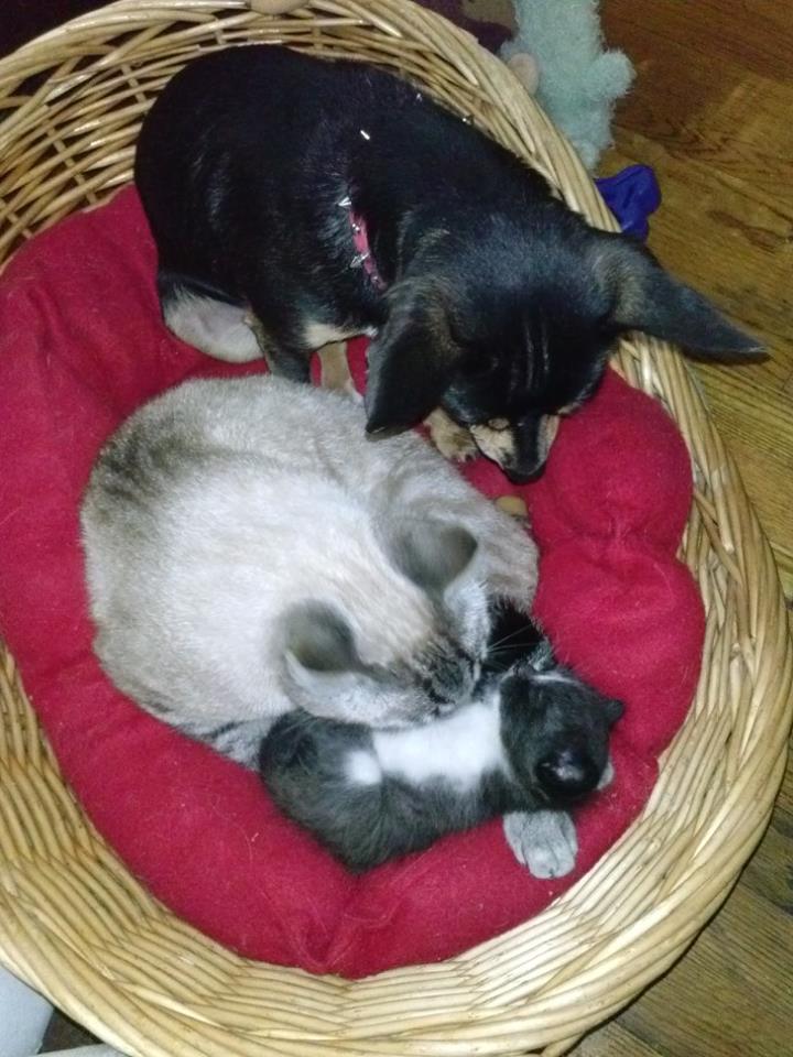 Dupa ce aceasta pisicuta a devenit mama, catelusa a adoptat, de asemenea, un comportament matern