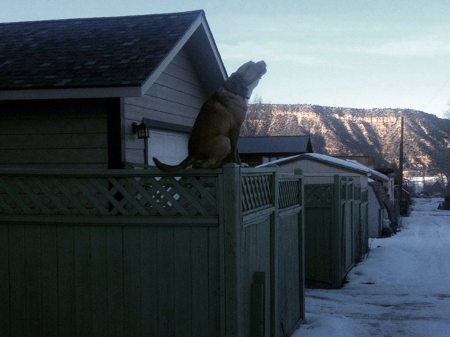 Dovada ca si cainii se pot cocota pe gard, asemenea pisicilor