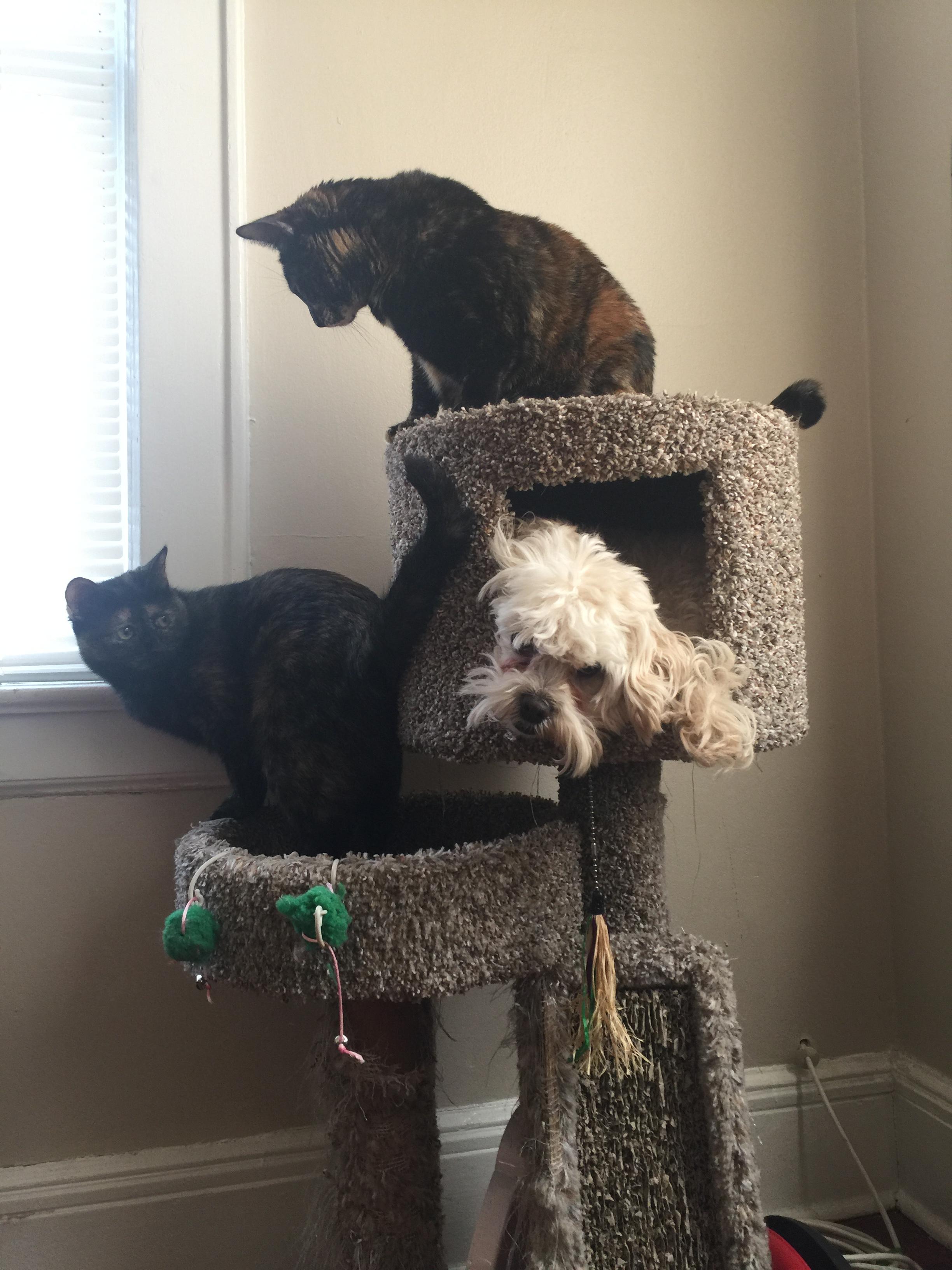 Aparent, cainii si pisicile nu sunt mereu dusmani...