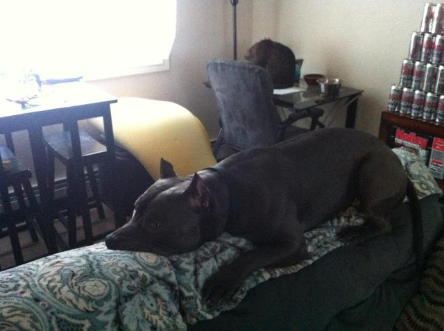 Sta chiar ca o pisicuta