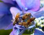 Agresivitatea albinelor si a viespilor