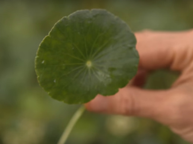 Extractul de Gotu Kola