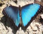 Fluturele Morpho albastru