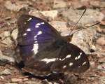 Fluturele Imparatul purpuriu