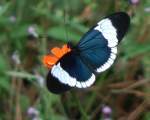 Fluturele Sapho Longwing