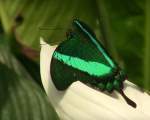 Fluturele Emerald Swallowtail