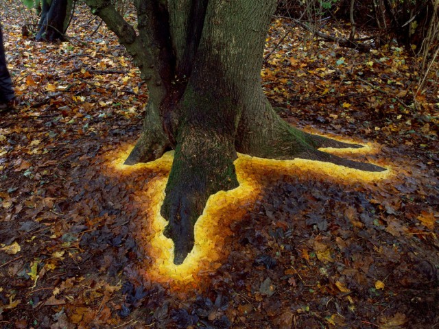 Baza unor copaci care par ca stralucesc