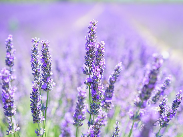 Ulei de lavanda si ulei de arbore de ceai
