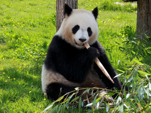 Urs panda