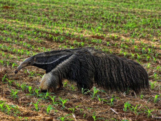 Vermilingua (ursii furnicari)