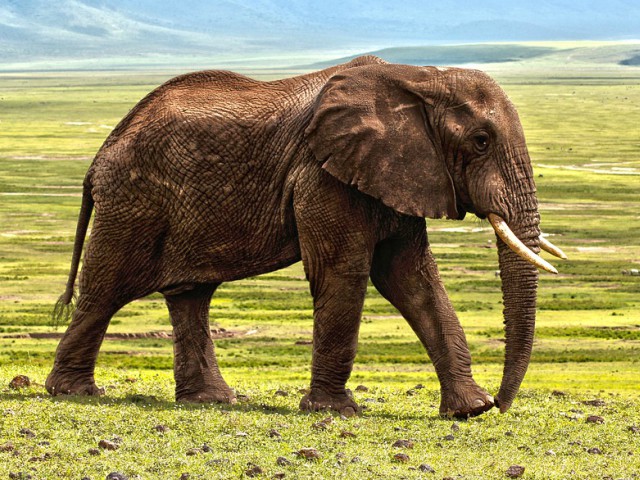 Elefant