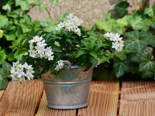 Atunci cand replantezi flori