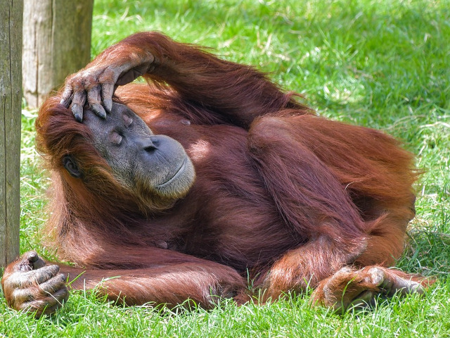 "Gandul este energie pura" (Neale Donald Walsch)