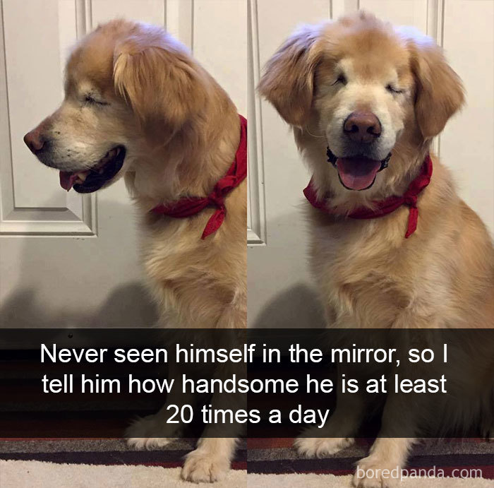 Reactia unui caini cand stapanul ii face complimente