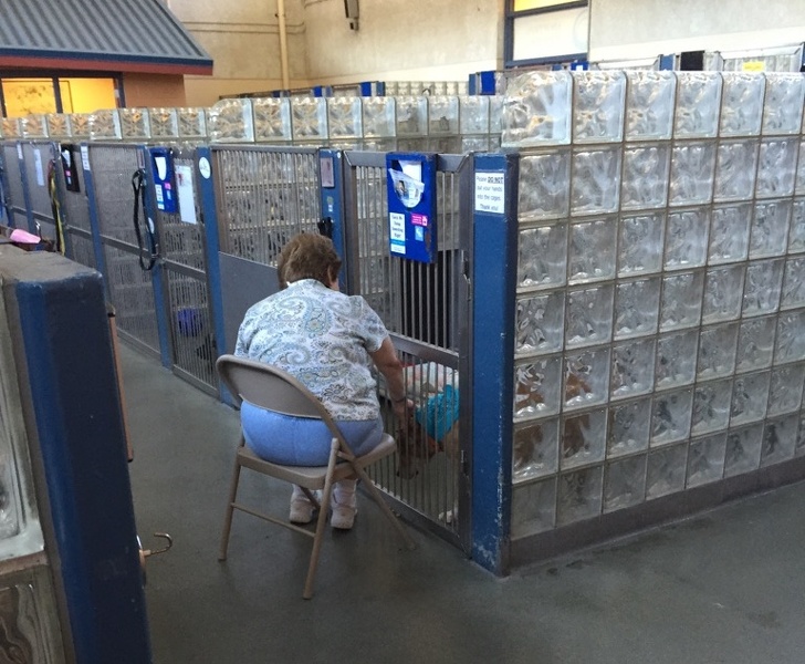 O femeie vine in fiecare zi la un centru de animale si le citeste cainilor