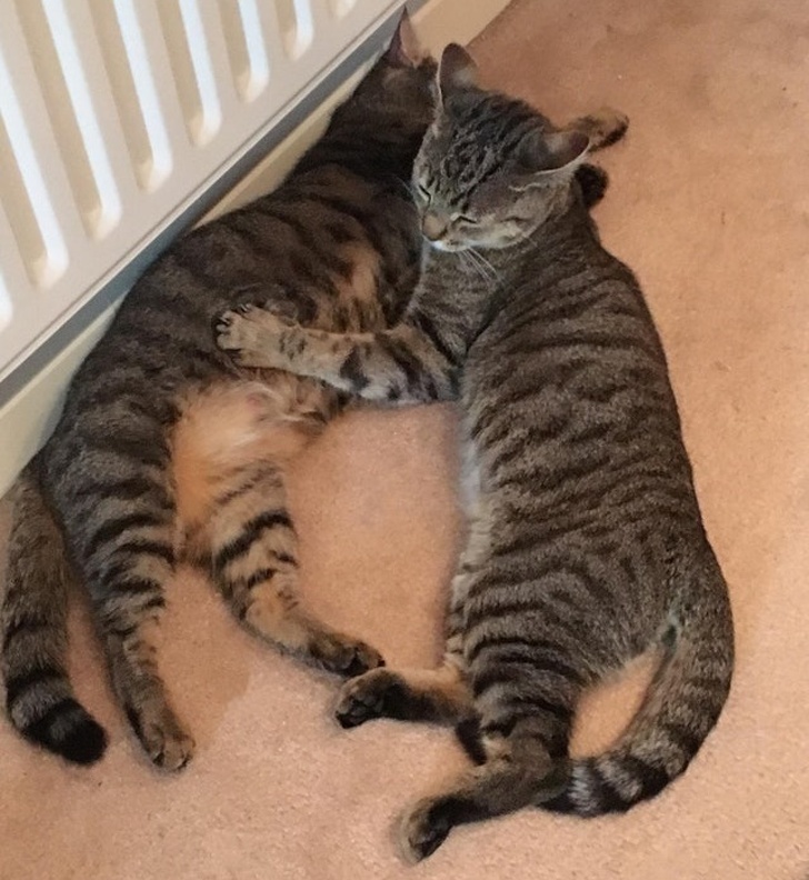 O pisica gestanta este "pazita" de sora ei