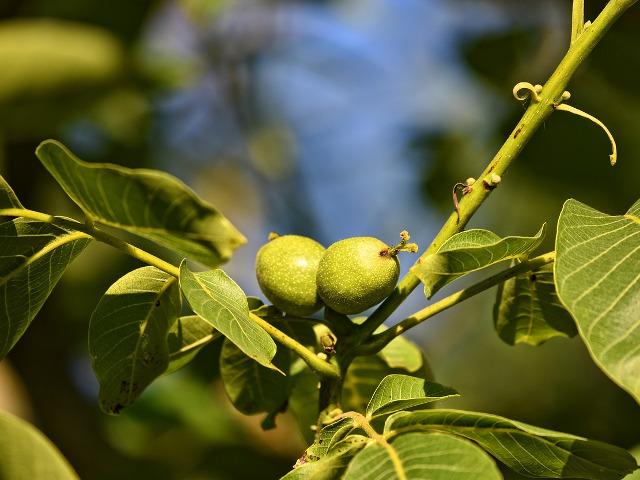 Combate afectiunile stomacului