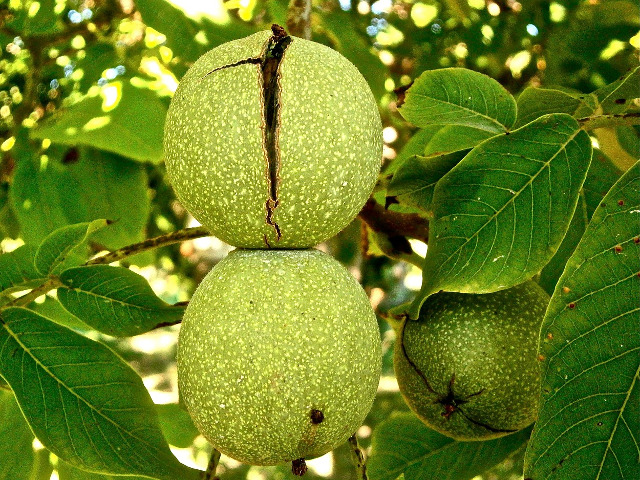 Trateaza tusea si infectiile urinare