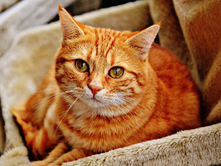 Acel moment cand pana si pisica te refuza