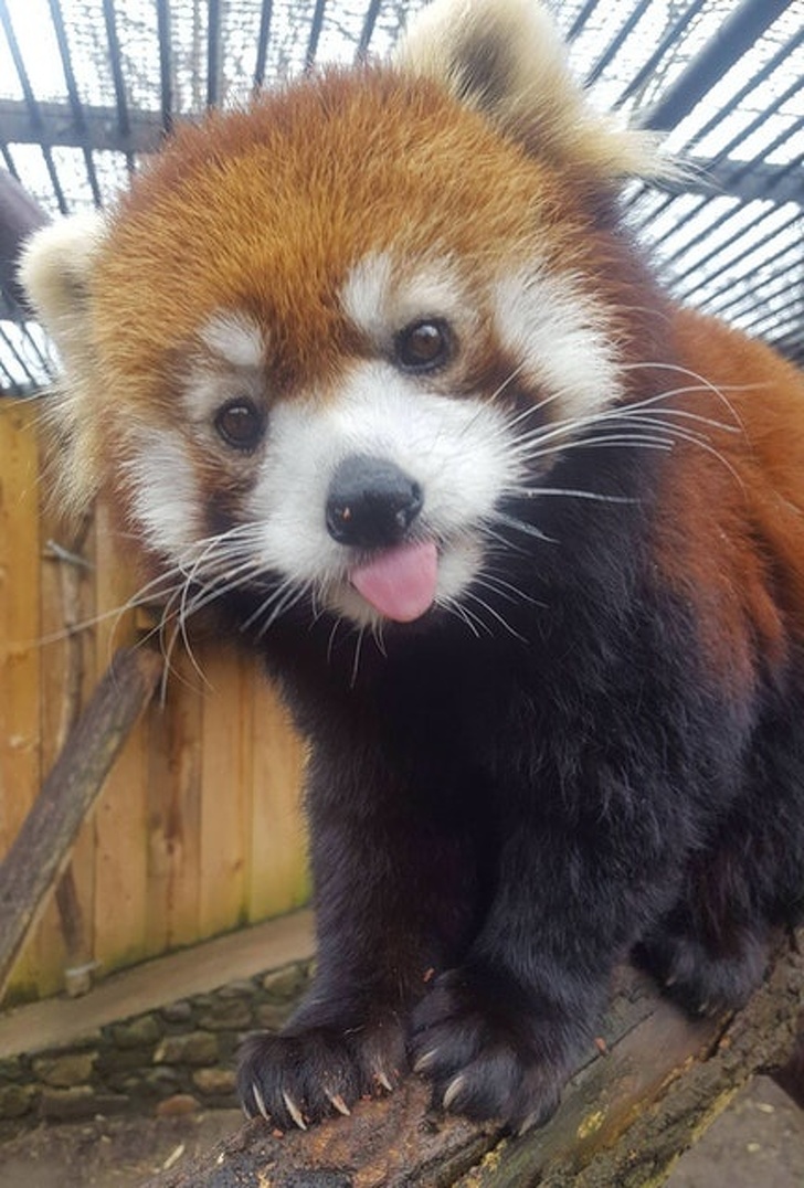 Un panda foarte fotogenic