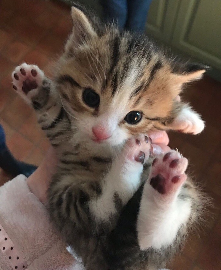 O pisica atat de mica, dar atat de dragalasa