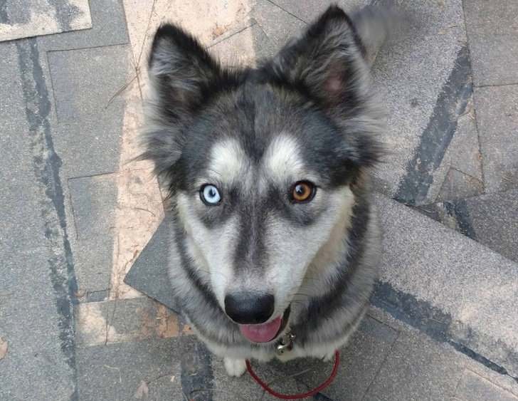 Frumusete cu ochi diferiti