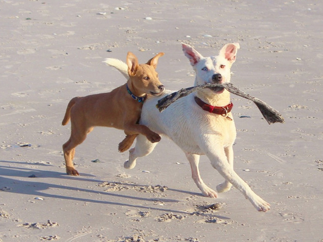 Cu pofta de joaca...