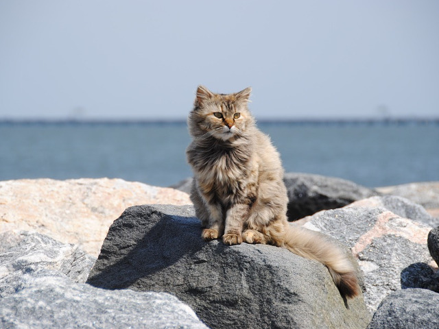 Aceasta pisicuta pare sa se simta in largul ei la soare