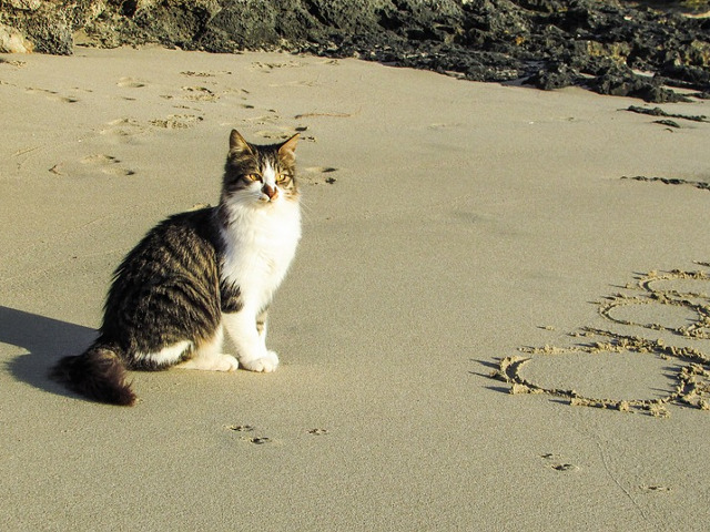 "Ganditoare" pe plaja