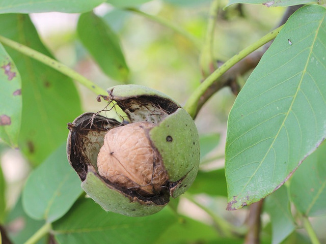 Ajuta la tratarea hepatitei cronice