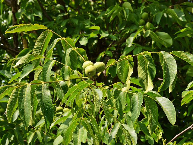 Sirop din coji de nuci verzi