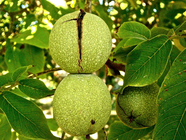 Remediu impotriva candidozei