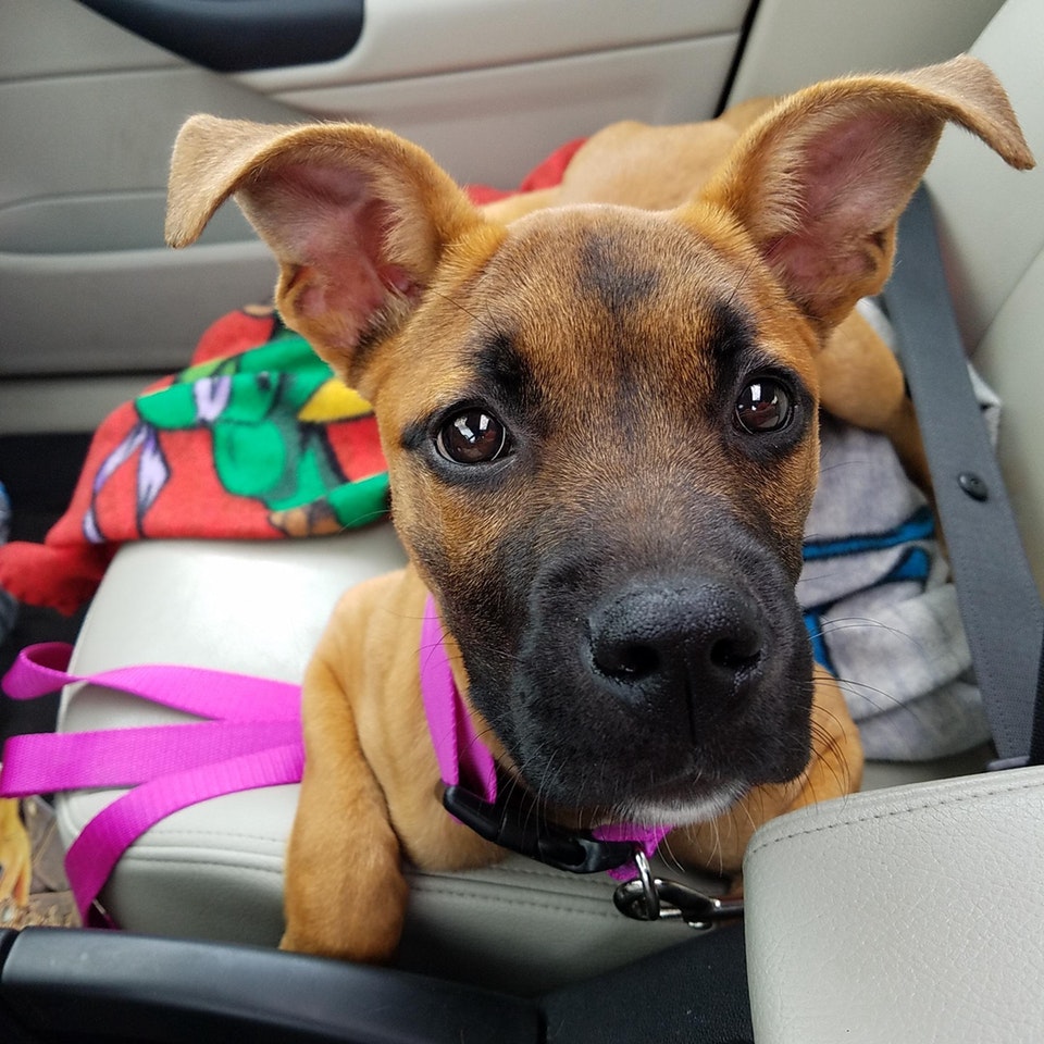 Nu are cum sa nu-ti placa de el