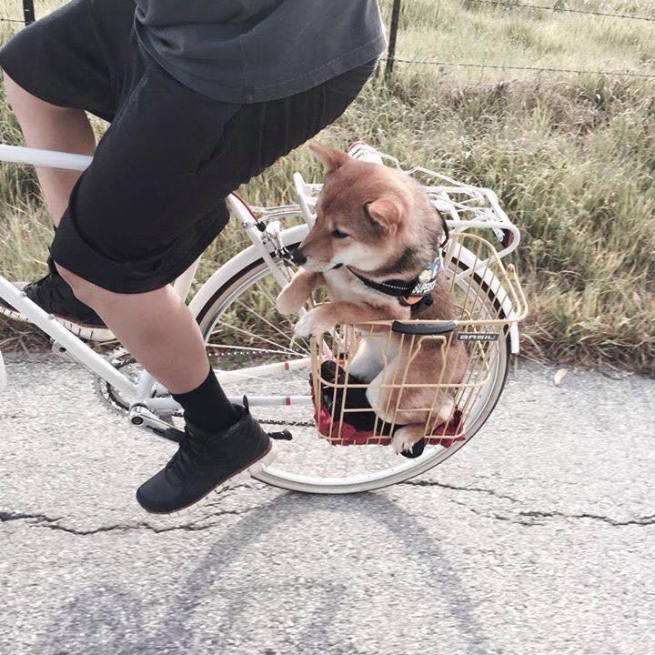 Se pare ca ii place plimbarea