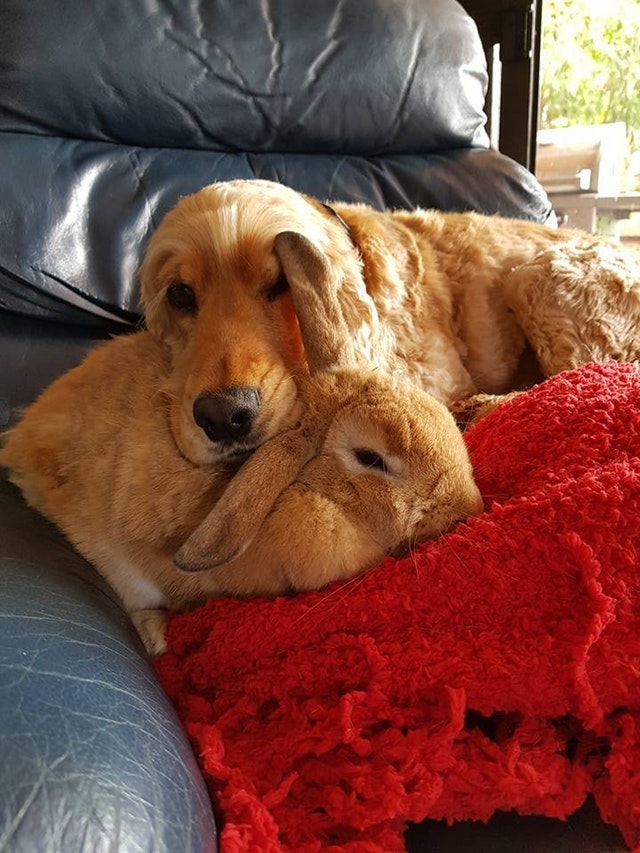 Cei mai buni prieteni