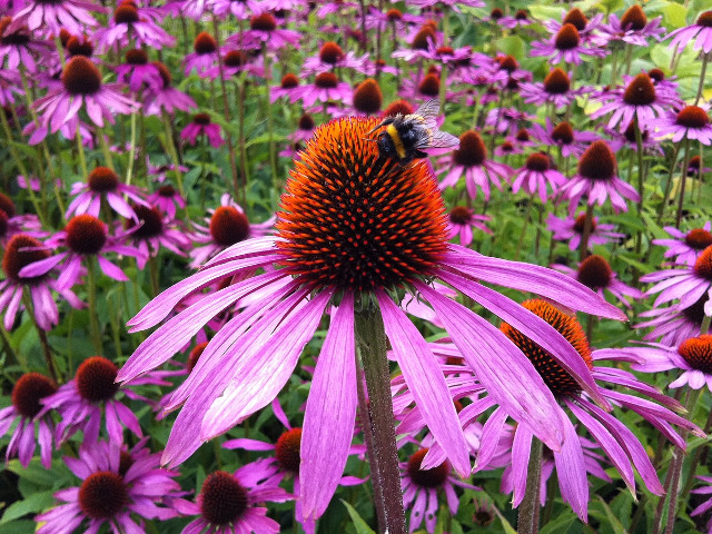Echinaceea