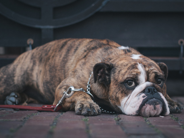 Cand plictiseala atinge cote maxime