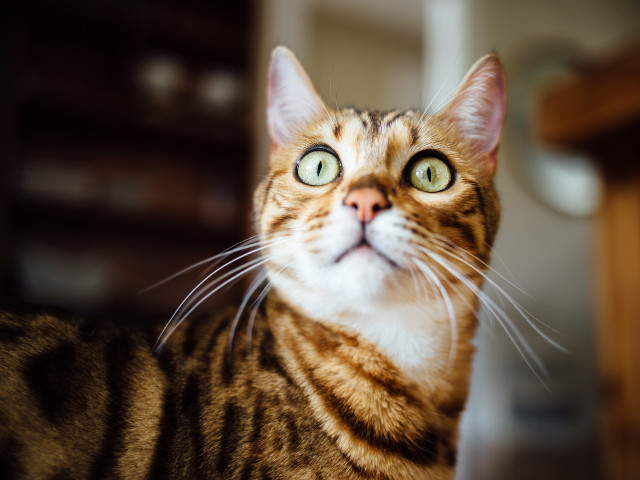 Cand ramai "mut" de uimire