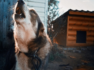 Nu lasa animalele afara