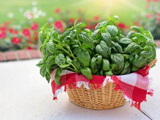 Se culeg plante de leac