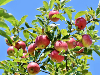 Se fac pomeni pentru sufletele copiilor