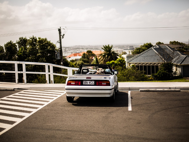 Nu ii lasati singuri intr-o masina parcata