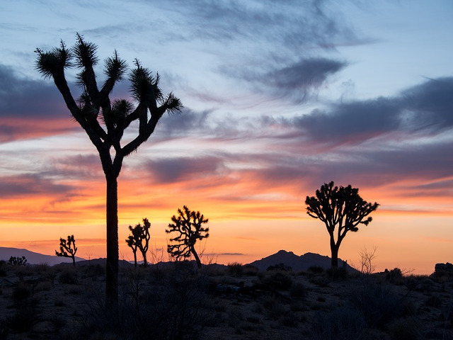 Parcul National Joshua Tree, SUA