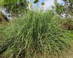 Lemon grass - citronella