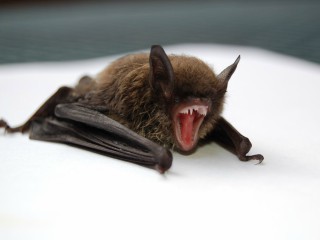 Cat traiesc liliecii?